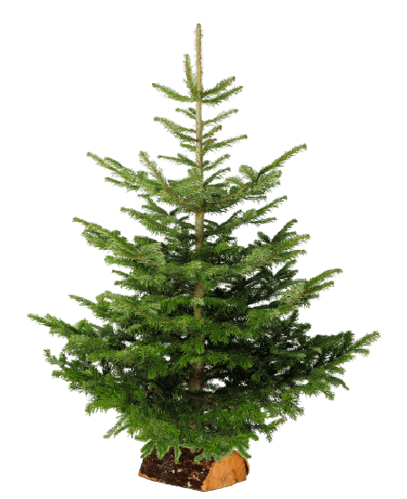 sapin epicea- les jardins augustine - chelles