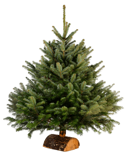 sapin nordmann - les jardins augustine - chelles